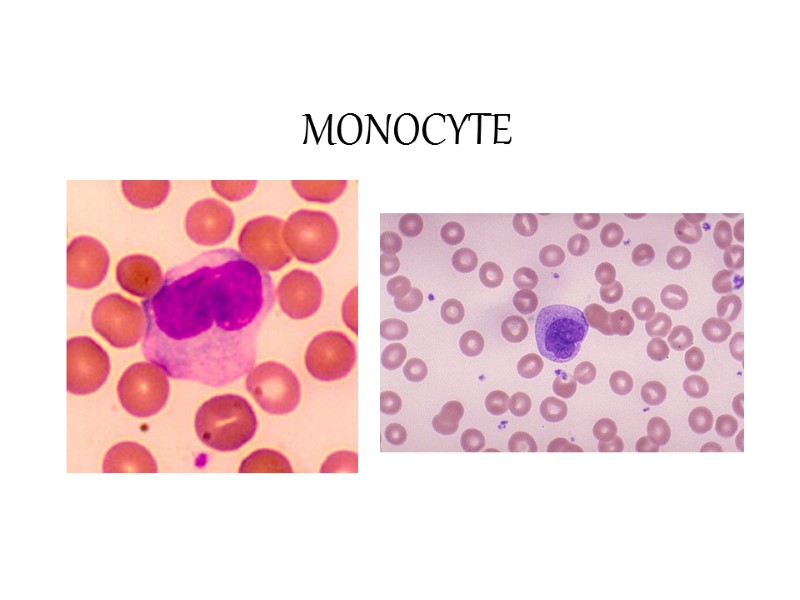 MONOCYTE